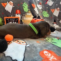 ChocoDog - Chocolate and tan female Dachshund puppy in Park Hills, Missouri from Ozark Miniature Dachshunds