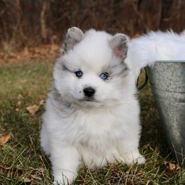 Pomeranian and Pomsky Puppies from Husky Hill Kennel