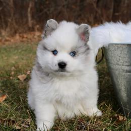 Pomeranian and Pomsky Puppies from Husky Hill Kennel