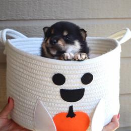 Raven - Black and tan female Shiba Inu puppy in Napa, California from Shinin Shibas