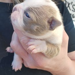 Boston Terrier and French Bulldog Puppies from Legends Frenchton's, French Bulldogs ,Boston Terriers & French Bullhuahua's