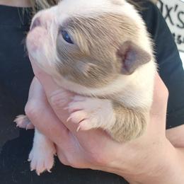 Boston Terrier and French Bulldog Puppies from Legends Frenchton's, French Bulldogs ,Boston Terriers & French Bullhuahua's