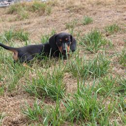 Ted - Black and tan male Dachshund puppy in Windsor, Colorado from Murry’s minis