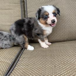 Storm - Blue merle female Toy Australian Shepherd puppy in Puryear, Tennessee from A&W Toy Aussies