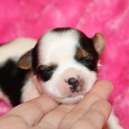 Biewer Terrier Puppies from Magical Biewers