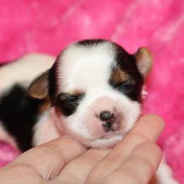 Biewer Terrier Puppies from Magical Biewers