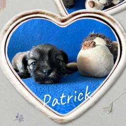 Patrick - Grizzle male Lhasa Apso puppy in Cincinnati, Ohio from Shangri-La Lhasa Apsos
