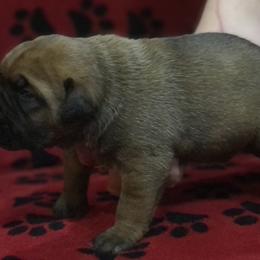 Brutus - Cane Corso puppy in Jeffersonville, Kentucky from K9 Guardian Cane Corso