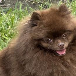 Pomeranians from Trammells Pomerianians