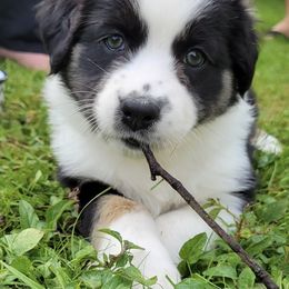 Australian Shepherd Puppies from Bedtime Story Australian Shepherds
