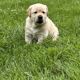 Labrador Retriever Puppies from Findaway Labradors