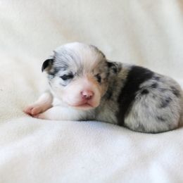 Girl 3 - Blue merle and white American Corgi puppy in Ferndale, California from Roscoe Ranch Corgis