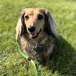 Helga - Dachshund