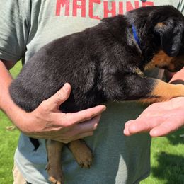 Rottweiler Puppies from Vom Peiffley Rottweilers, LLC