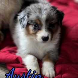 Austin - Blue merle male Australian Shepherd puppy in Albion, Michigan from Northern Lights Aussies (NL Aussies)