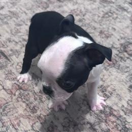 S. Runt Male - Black and white male Boston Terrier puppy in Mc Donough, Georgia from Ballard Boston Terriers