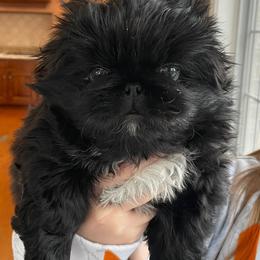 Orange - Black male Pekingese puppy in New Palestine, Indiana from Hausers Perfect Pekingese