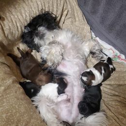 Shih Tzu Puppies from Furever Hometown Shih Tzu
