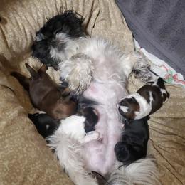 Shih Tzu Puppies from Furever Hometown Shih Tzu