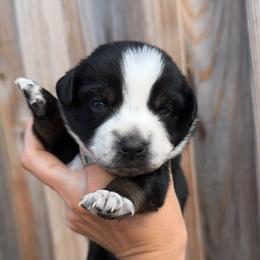 Yoorella - Black tri-color female Australian Shepherd puppy in Newton, Mississippi from Bright Star Aussies