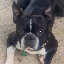 Boston Terriers from Kimbo’s Bostons