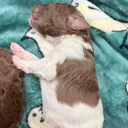 Ranger (vChris) - Parti male Poodle puppy in Meadowbrook, California from Standard Poodle Pups