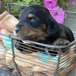 Muffin - Black and tan female Dachshund puppy in Vancouver, Washington from Cascade Minis