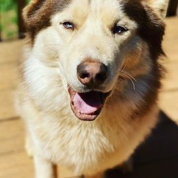 Siberian Huskies from Exotics unchained