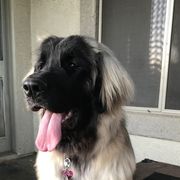 Danu - Leonberger