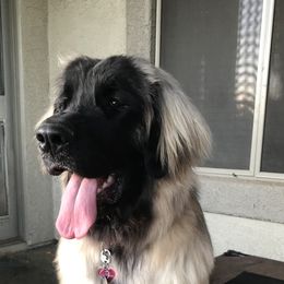 Danu - Leonberger