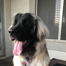 Danu - Leonberger