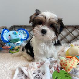Adorable Parti Coloration Male - Parti male Yorkshire Terrier puppy in Benson, Arizona from Happy Tails Yorkies