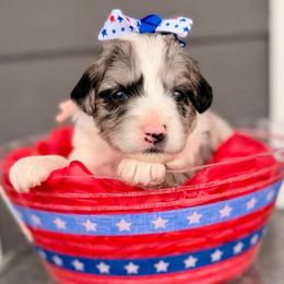 Pink collar toy - Blue merle female Aussiedoodle puppy in 32046, Florida from River Hill Ranch