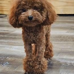 Meadowbrook's Tiny Red Teddy - Red  male Poodle puppy in Salem, Missouri from Meadowbrook Poodles