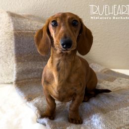 Mel - Dachshund
