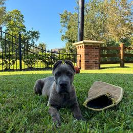 King Kofi - Gray male Cane Corso puppy in Sienna, Texas from Robinson Elite Corsos