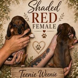 Shaded Red Female - Red female Dachshund puppy in Williston, Florida from Teenie Weenie Dachshunds