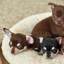Chihuahuas from iChihuahuas Kennel