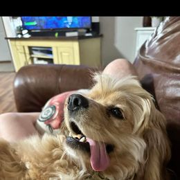 Cocker Spaniel Puppies from Gates Cocker Spaniels
