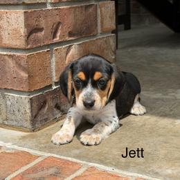 Jett - Black tan and bluetick female Beagle puppy in Mansfield, Missouri from Rippee Creek Kennel