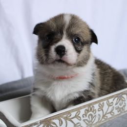 Maggie May - Sable Pembroke Welsh Corgi puppy in Notasulga, Alabama from DandyLyons Corgis