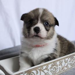 Maggie May - Sable Pembroke Welsh Corgi puppy in Notasulga, Alabama from DandyLyons Corgis