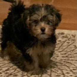 Assorted Doodle Crosses, Double Doodle, Maltipoo, Morkie, and Yorkipoo Puppies from Danza Bolo