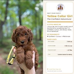 Yellow Collar - Red  female Goldendoodle puppy in Yadkinville, North Carolina from Millie’s Goldendoodles
