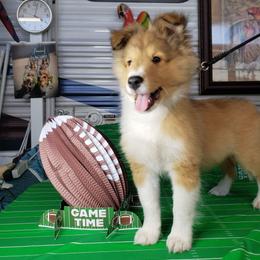 Cindy - Sable and white female Shetland Sheepdog puppy in Moore Haven, Florida from Sheri Harris's Shetland Sheepdogs