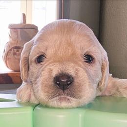 Bark Twain - Cream male Cockapoo puppy in Indiahoma, Oklahoma from Phamily Doodles