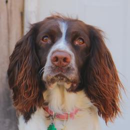 English Springer Spaniels from Clawson Pups