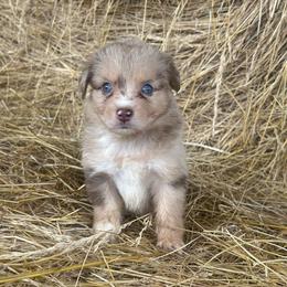 Texas - Red merle male Miniature Australian Shepherd puppy in Loretto, Tennessee from K Kountry Farm