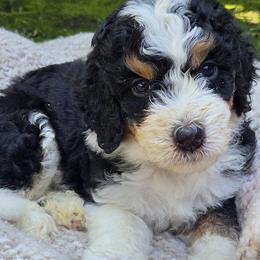 Red Boy - Tri-color male Bernedoodle puppy in Brea, California from River Doodles