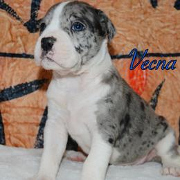 Vecna - male Alapaha Blue Blood Bulldog puppy in Walbridge, Ohio from United Alapaha Bulldogs